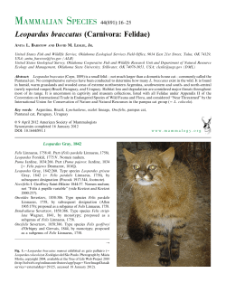 Leopardus braccatus (Carnivora: Felidae)
