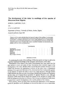 The development of the tuber in seedlings of five species of