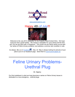 Feline Urinary Problems- Urethral Plug