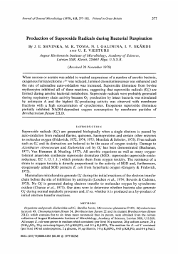 Production of Superoxide Radicals during Bacterial
