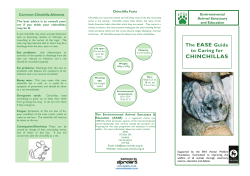 Chinchilla - EASE Animals