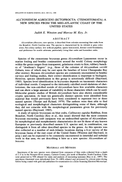 ALCYONIDIUM ALBESCENS