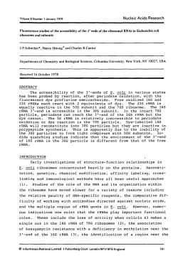 The accessibility of the 3`-ends of E. coli in various states has been