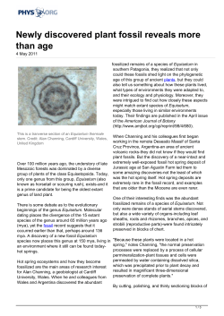 Newly discovered plant fossil reveals more than age
