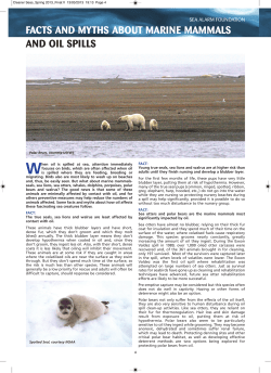 facts and myths about marine mammals and oil spills