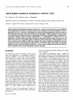 Apical hyphal extension in Streptomyces coelicolor
