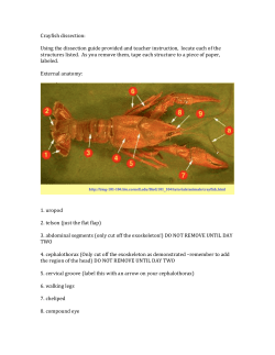 Crayfish dissection