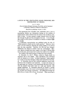 A STUDY OF THE CIRCULATION, BLOOD