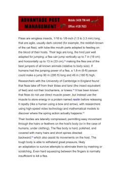 Fleas are wingless insects, 1/16 to 1/8