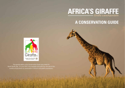 africa`s giraffe