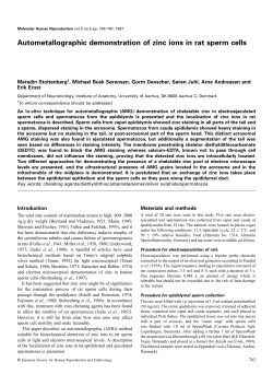 Autometallographic demonstration of zinc ions in rat sperm cells