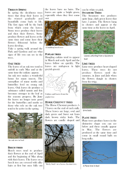 In spring the deciduous trees (trees that drop their leaves in the