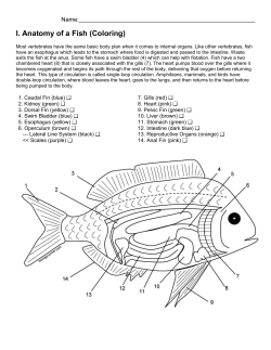 fish color assignment