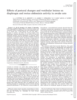 Effects of postural changes and vestibular lesions on diaphragm and