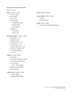 Fibrous capsule Renal hilum Renal cortex Renal medulla Medullary
