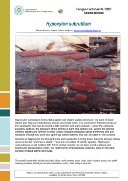 Hypoxylon subrutilum385.77 KB