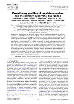 Evolutionary position of breviate amoebae and the primary