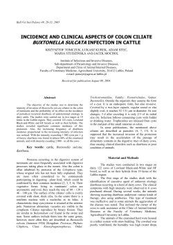 BUXTONELLA SULCATA INFECTION IN CATTLE