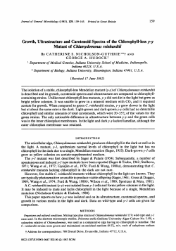 Growth, Ultrastructure and Carotenoid Spectra of the Chlorophyll
