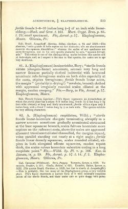 235 fertile fronds 5-8-10 inches long |