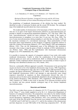 Lampbrush Chromosomes of the Chicken: