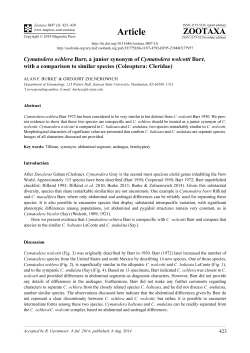 Cymatodera ochlera Barr, a junior synonym of Cymatodera wolcotti