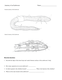 Anatomy of an Earthworm Name