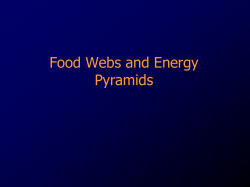 Food Webs and Energy Pyramids