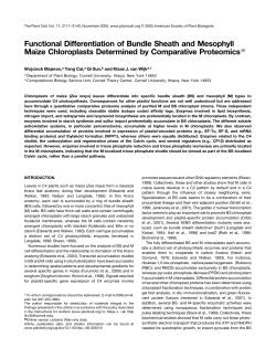 Functional Differentiation of Bundle Sheath and