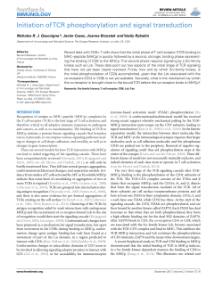 Initiation of TCR phosphorylation and signal transduction