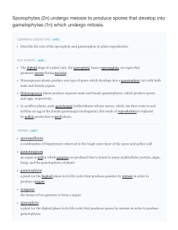 Sporophytes (2n) undergo meiosis to produce spores