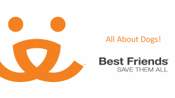 Ethology - Senior Dogs 4 Seniors