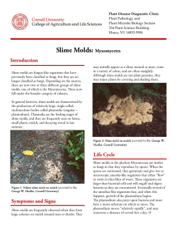 Slime Molds: Myxomycetes - Cornell`s Plant Disease Diagnostic Clinic