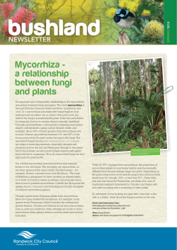 Mycorrhiza - a relationship between fungi and plants