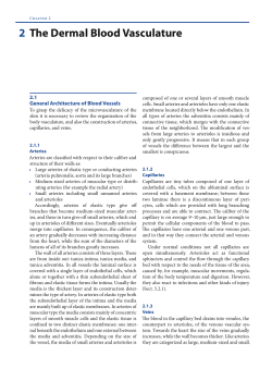The Dermal Blood Vasculature 2