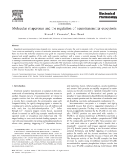 Molecular chaperones and the regulation of neurotransmitter