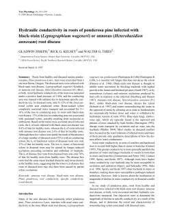 Hydraulic conductivity in roots of ponderosa pine infected with black