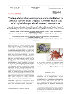 Timing of digestion, absorption and assimilation in octopus species