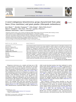 A novel endogenous betaretrovirus group