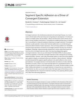 Segment-Specific Adhesion as a Driver of Convergent