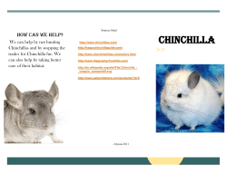Chinchilla