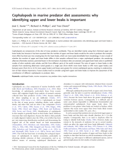 Cephalopods in marine predator diet