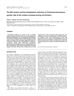 The BiP protein and the endoplasmic reticulum of