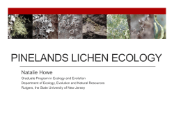 pinelands lichen ecology