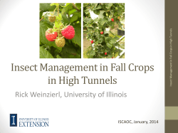 Insect Management in Fall Crops in High Tunnels