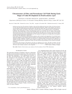 Ultrastructure of Fibre and Parenchyma Cell Walls - Plant-o