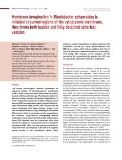 Membrane invagination in Rhodobacter sphaeroides is initiated at