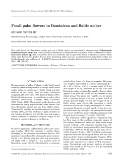 Fossil palm flowers in Dominican and Baltic amber
