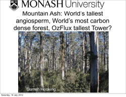 Mountain Ash: World`s tallest angiosperm, World`s most carbon