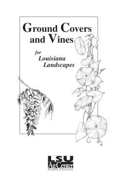 Ground Covers and Vines